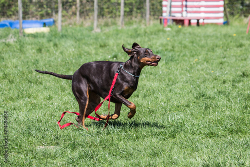 Portrait of a doberman dog living in belgium