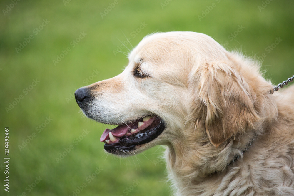 Portrait of a golden retrievers dog living in belgium