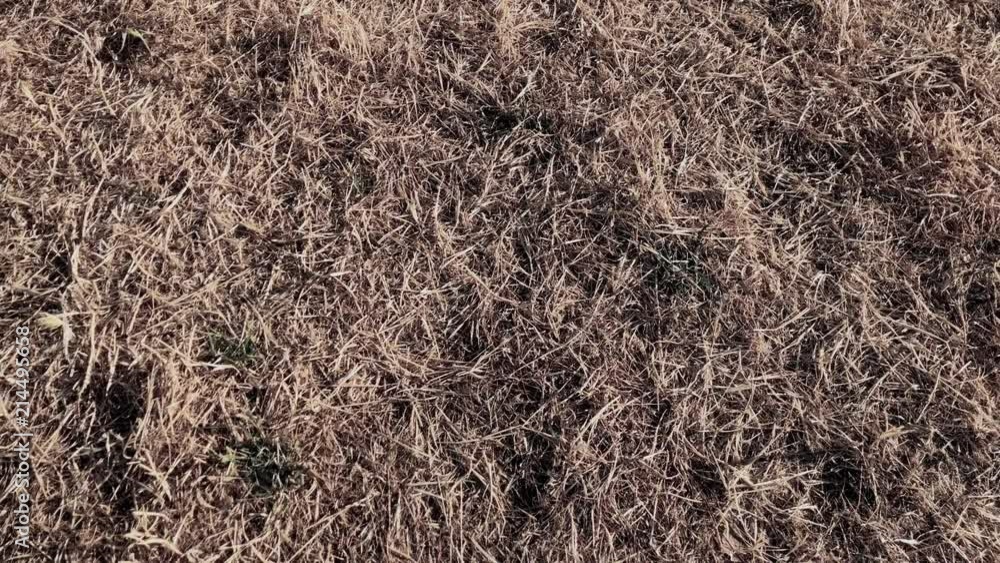 Dead grass on the ground after a heat wave Dead grass on the ground after a heat wave