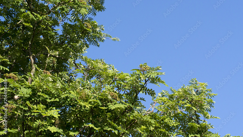 Rowan tree against blue sky, close up, background Rowan tree against blue sky, close up, background