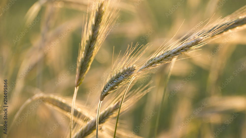 Ripening single ears of rye bathed in the golden light of the setting sun. Photo against the light. Bokeh, close up Ripening single ears of rye bathed in the golden light of the setting sun. Photo against the light. Bokeh, close up