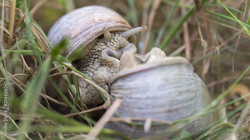 Obraz premium copulation of Roman snail / Burgundy snail / edible snail (Helix pomatia) , close up