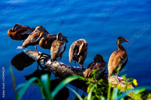 Ducks on Log
