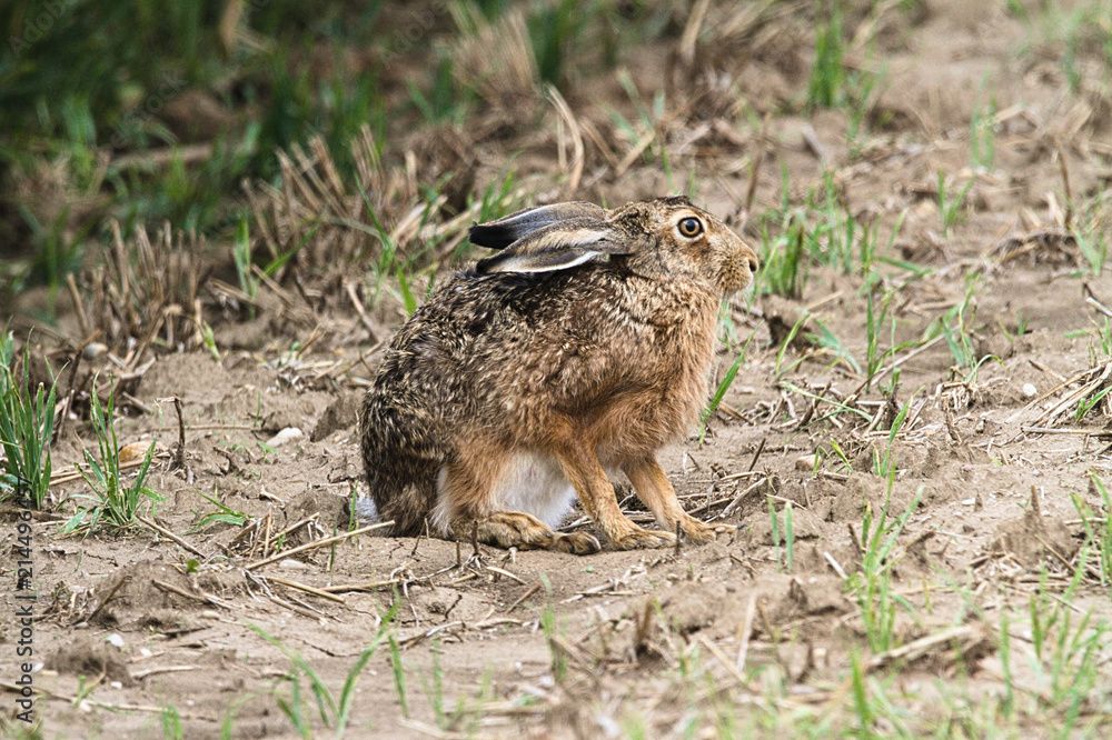 Fototapeta premium Hase