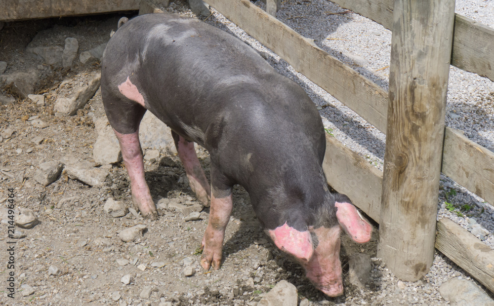 black pig with pink spots on an austrian farm black pig with pink spots on an austrian farm