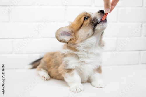 Cute Puppy eating from a hand on white background. Calm beautiful puppy dog