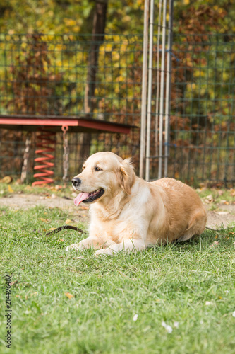 Portrait of a golden retrievers dog living in belgium