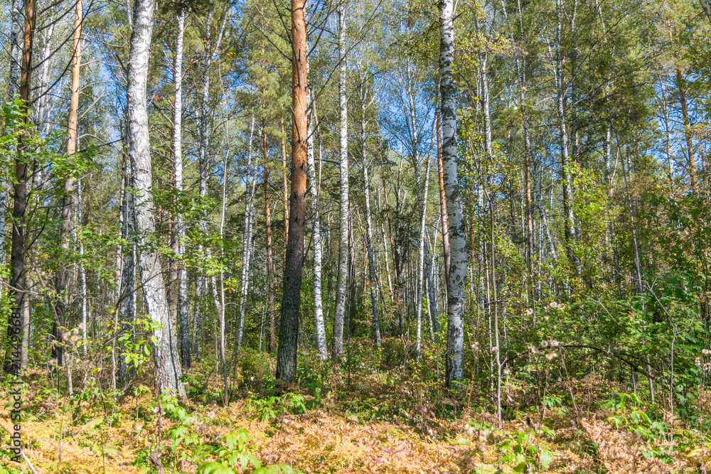 Fototapeta premium Early autumn Siberian forest