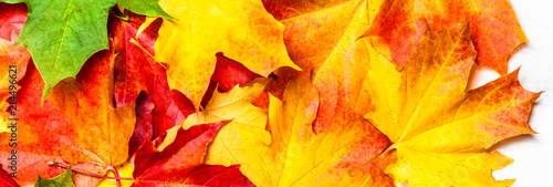 Autumn leaves on white Background  flat lay. Heap of Red  yellow and green Marple leaves  close up