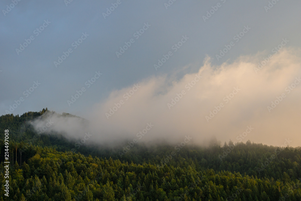 Germany, Black Forest, Freiburg, Misty autumn atmosphere in the middle of the forest at dawn