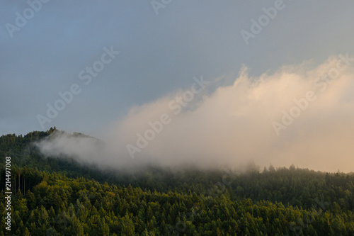 Germany, Black Forest, Freiburg, Misty autumn atmosphere in the middle of the forest at dawn