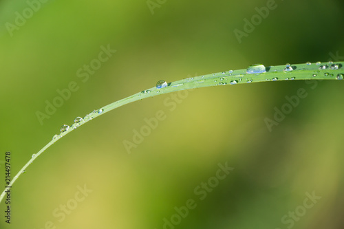 Beautiful morning sun shining on many tiny waterdrops on long leaf of grass