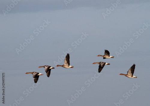 fliegende Wildgänse