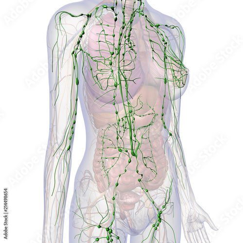 Lymphatic System Internal Anatomy in Female Chest and Abdomen