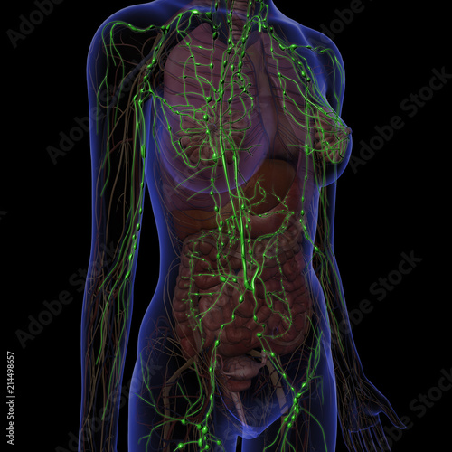 Chest Anatomy Female Lymphatic System 3d Stock Illustration 1663688230