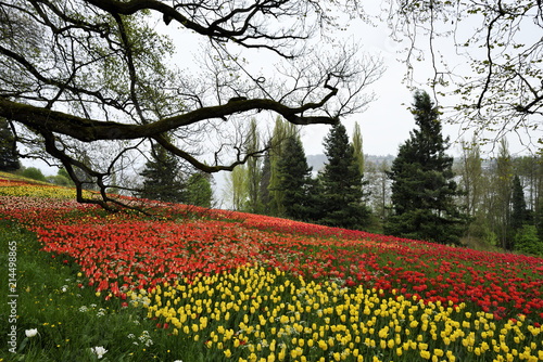 Wallpaper Mural Farbenrächtige Kulisse auf der Insel Mainau am Bodensee, Colorful scenery on the island of Mainau on Lake Constance Torontodigital.ca