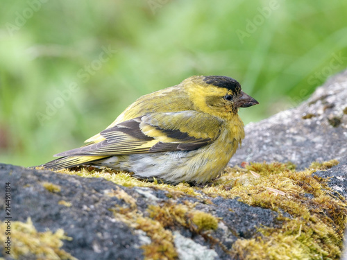 Eurasian Siskin