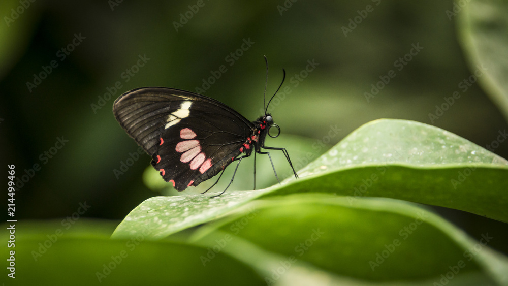 transandean cattleheart swallowtail butterfly transandean cattleheart swallowtail butterfly