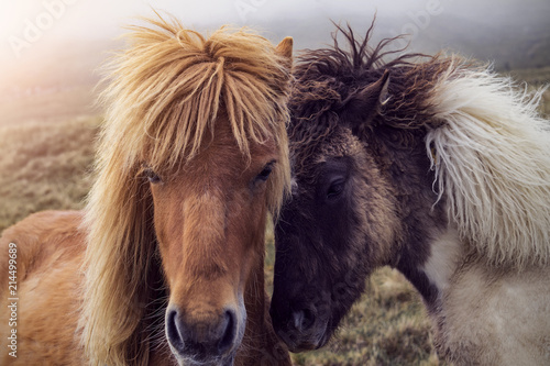 Fototapeta Naklejka Na Ścianę i Meble -  Two Faroese Horses