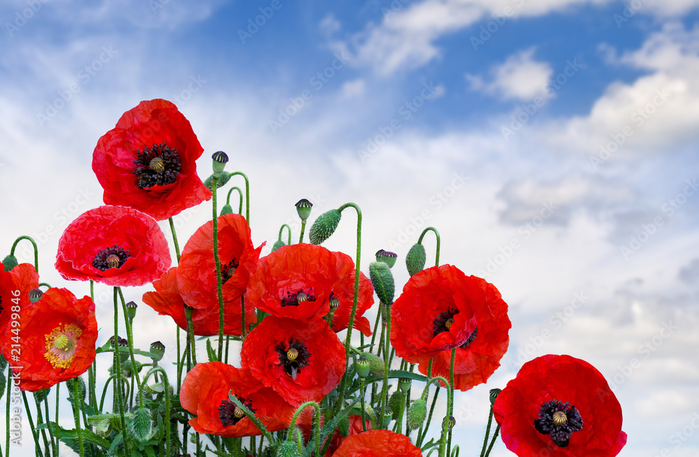 Fototapeta premium Kwiaty czerwone maki (Papaver rhoeas, nazwy zwyczajowe: mak kukurydziany, róża kukurydziana, mak polny, chwast czerwony, coquelicot) na tle nieba z chmurami