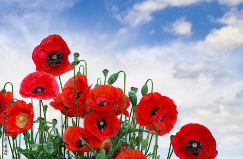 Flowers red poppies (Papaver rhoeas, common names: corn poppy, corn rose, field poppy, red weed, coquelicot ) on a background sky with clouds