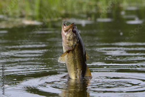 Largemouth Bass in Panama City Beach FL