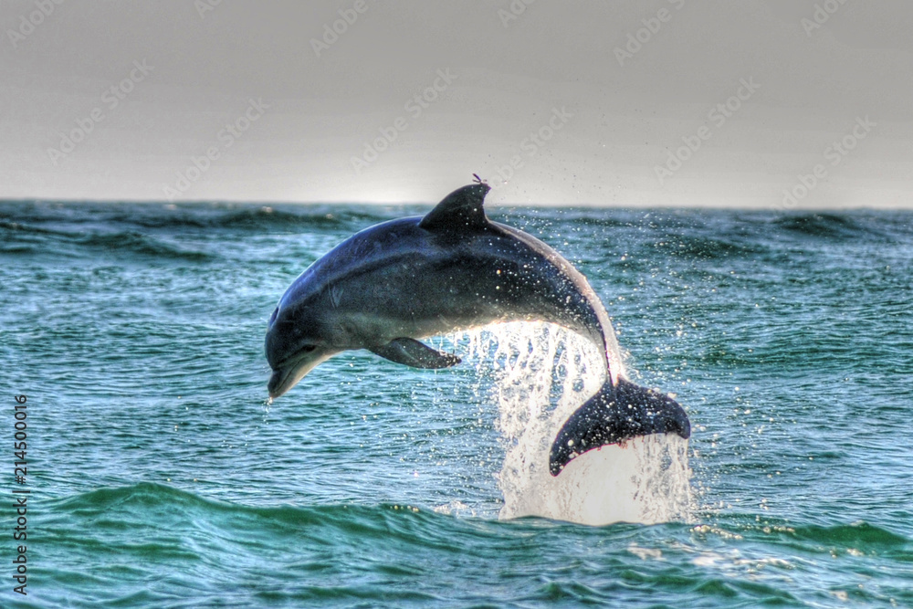 Fototapeta Delfin w St Andrews St Park, Panama CIty Beach, Floryda
