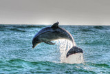 Dolphin in St Andrews St Park, Panama CIty Beach, Fl
