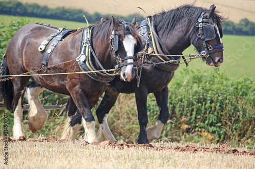 Canvas Print Shire horses ploughing