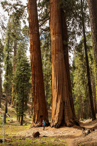 Mother with infant visit Sequoia national park in California  USA