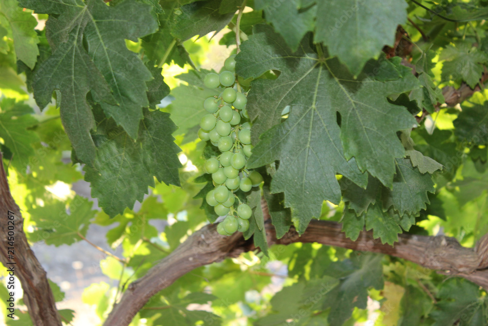 Uva, Fruta, Enredaderas Uva, Fruta, Enredaderas