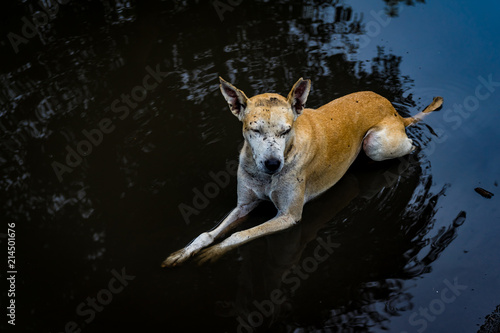 Dog on street - monsoon India