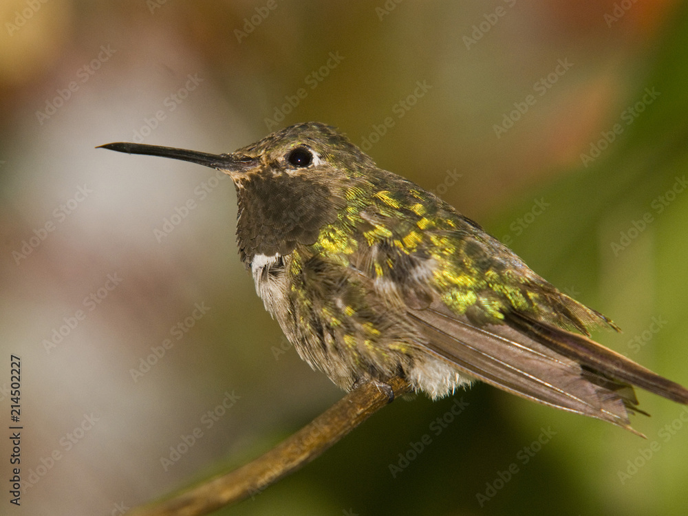 Fototapeta premium Hummingbird, Florida