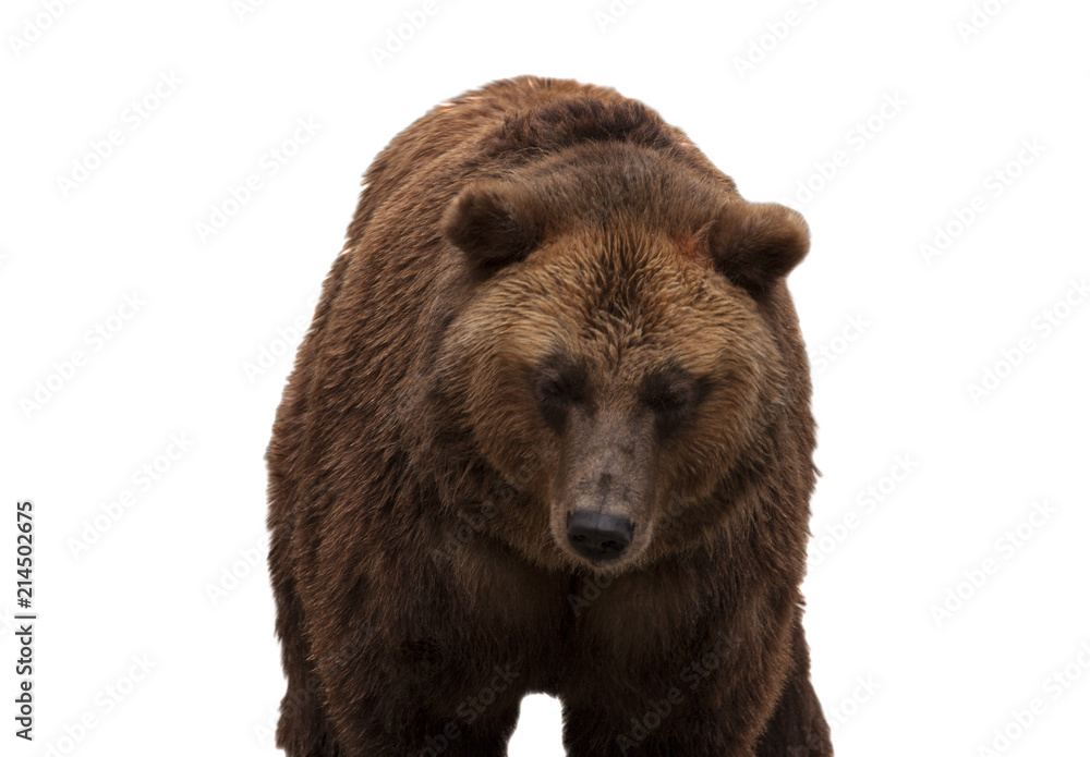 Fototapeta premium Eurasian brown bear