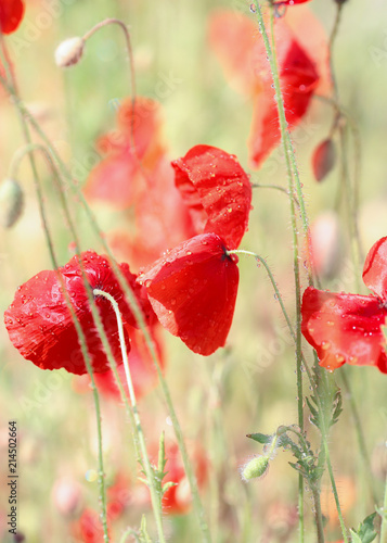 Fototapeta Naklejka Na Ścianę i Meble -  Red poppy