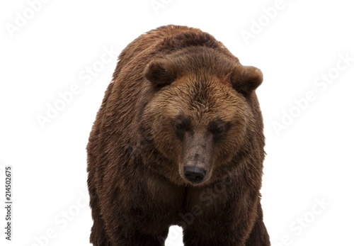 Eurasian brown bear © yurchello108