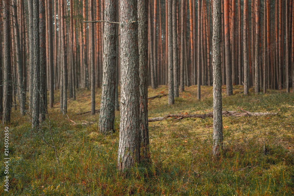Obraz premium Pine forest in summer