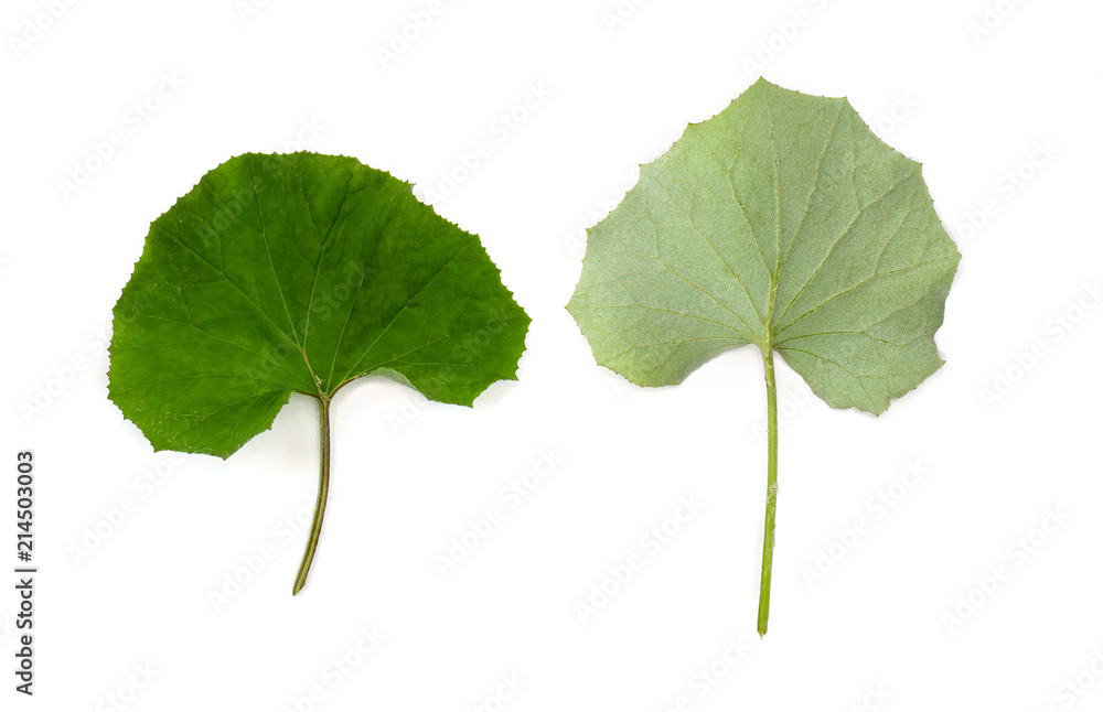 Leaves coltsfoot ( Tussilago farfara ) top and underside on white background. Other names: tash plant, coughwort, farfara, foalswort, ass's foot, horse foot. Top view, flat lay Leaves coltsfoot ( Tussilago farfara ) top and underside on white background. Other names: tash plant, coughwort, farfara, foalswort, ass's foot, horse foot. Top view, flat lay