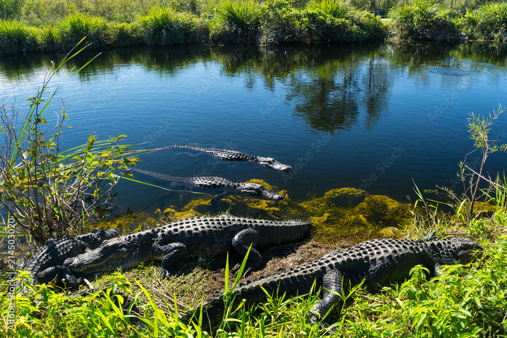 USA, Florida, Herd of crocodiles enjoying the sun in everglades national park
