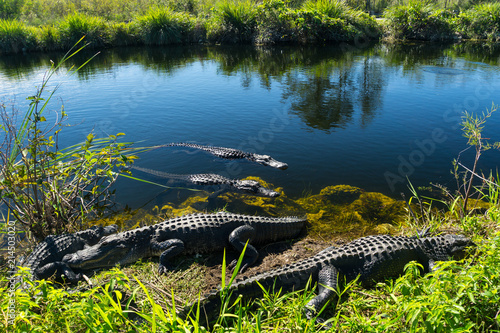 USA, Florida, Herd of crocodiles enjoying the sun in everglades national park