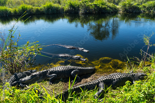 Obraz na płótnie USA, Florida, Herd of crocodiles enjoying the sun in everglades national park w salonie