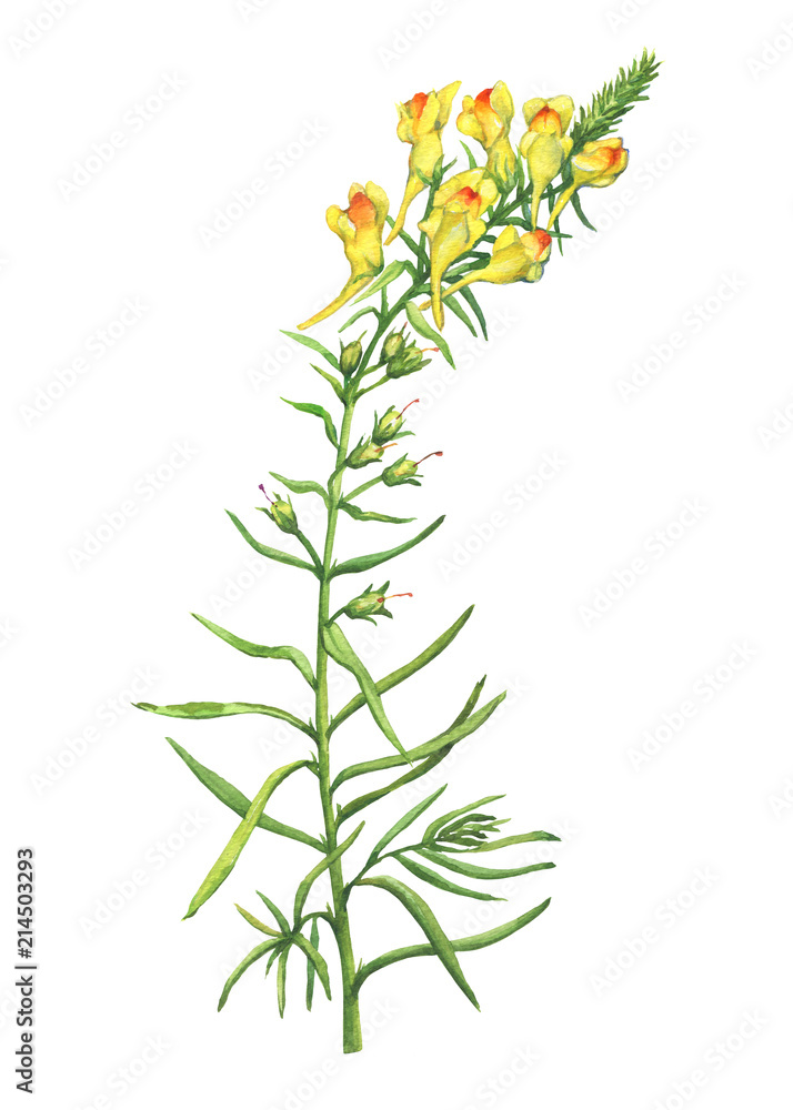 Branch with yellow flowers of plant Linaria vulgaris (also known as