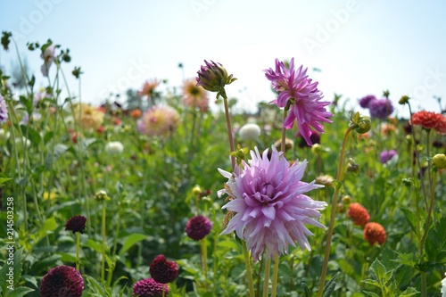Fototapeta Naklejka Na Ścianę i Meble -  Purple dahlias in a garden