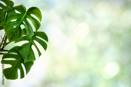 Tropical leaves monstera on a green blur natural background with space for text