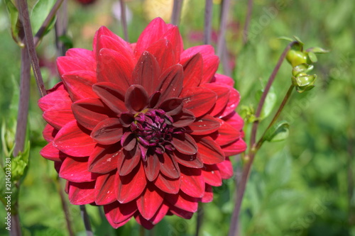Fototapeta Naklejka Na Ścianę i Meble -  A red dahlia in a garden
