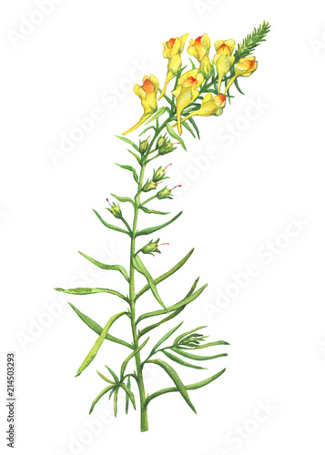 Branch with yellow flowers of plant Linaria vulgaris (also known as toadflax, butter-and-eggs, dragon flower or snapdragon). Watercolor hand drawn painting illustration isolated on a white background. photo