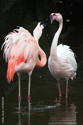 Flamingo © waechter-media.de