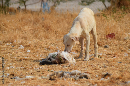 Street Dog Eating something  Animal pet Puppy mammal