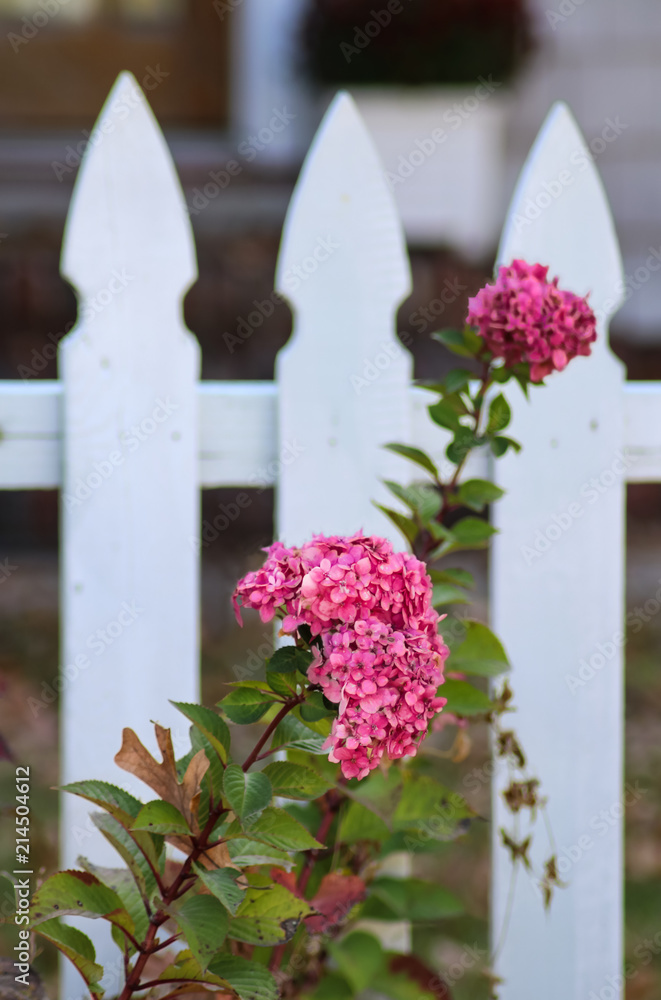 Autumn hydrangea in front of blurred white picket fence - selective focus