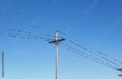 Hundreds of birds perched on a telephone wire against very blue sky